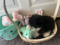 Faith black and white male , a male Pomeranian for sale in Columbus, MS – Photo 6 of 10