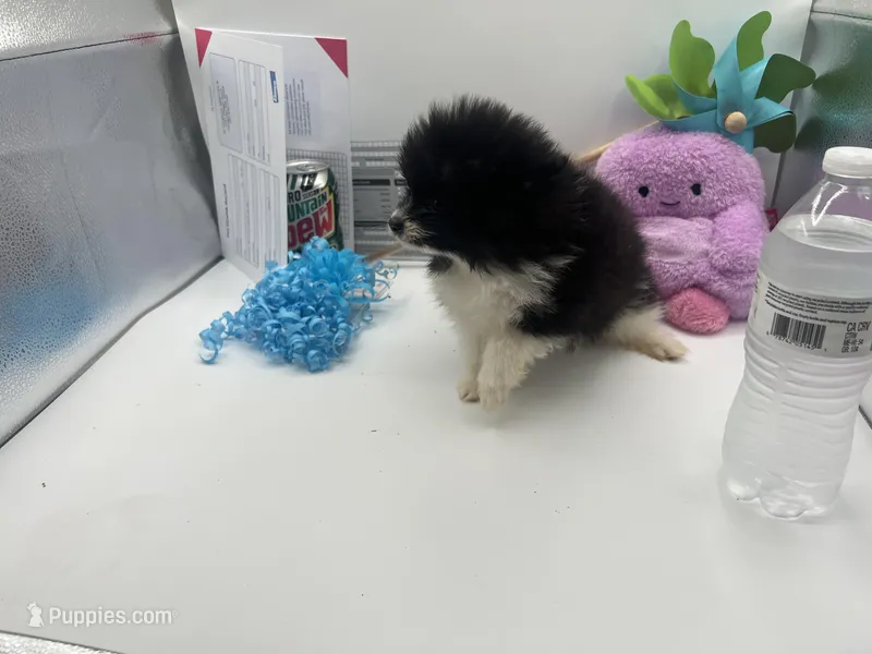 Faith black and white male  – Pomeranian puppy for sale in Columbus, MS