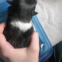 Faith parti male , a male Pomeranian for sale in Columbus, MS – Photo 2 of 9