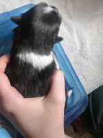 Faith parti male , a male Pomeranian for sale in Louisville, MS – Photo 2 of 2