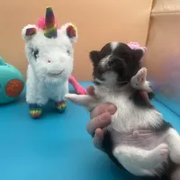 Faith parti male , a male Pomeranian for sale in Columbus, MS – Photo 6 of 9