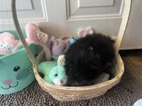 Faith black and white male , a male Pomeranian for sale in Columbus, MS – Photo 7 of 10