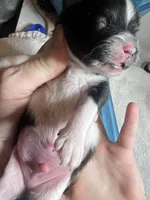 Faith parti male , a male Pomeranian for sale in Louisville, MS – Photo 1 of 2