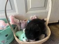 Faith black and white male , a male Pomeranian for sale in Columbus, MS – Photo 3 of 10