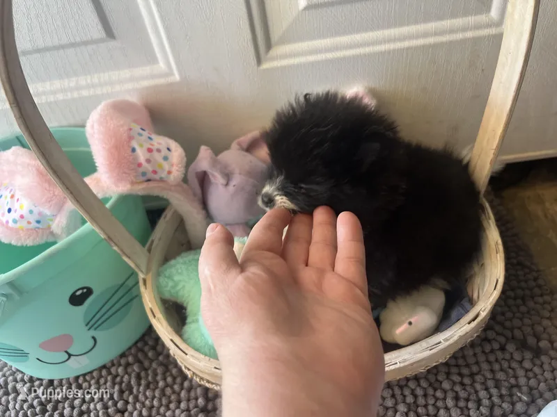 Faith black and white male  – Pomeranian puppy for sale in Columbus, MS