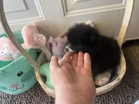 Faith black and white male , a male Pomeranian for sale in Columbus, MS – Photo 1 of 10