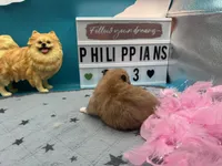Brown female (Jewel mom), a female Pomeranian for sale in Columbus, MS – 4 of 4