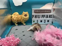Parti female (Jewel mom), a female Pomeranian for sale in Columbus, MS – 5 of 8