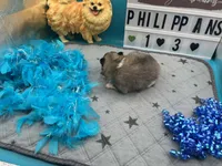 Tri parti male (Hollie mom), a male Pomeranian for sale in Columbus, MS – 8 of 8