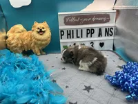 Tri parti male (Hollie mom), a male Pomeranian for sale in Columbus, MS – 3 of 8