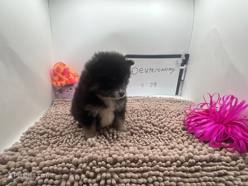 Black and white female (Cinderella mom) – Pomeranian puppy for sale in Columbus, MS