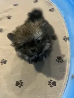 Fluffy , a male Pomeranian for sale in Columbus, MS – 6 of 10