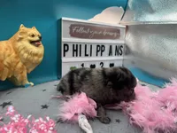 Blue Merle female (Pixie mom), a female Pomeranian for sale in Columbus, MS – 2 of 5