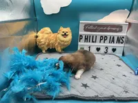 Brown and white (Jewel mom), a male Pomeranian for sale in Columbus, MS – 7 of 7
