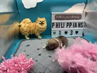 Parti female (Jewel mom), a female Pomeranian for sale in Columbus, MS – 4 of 8