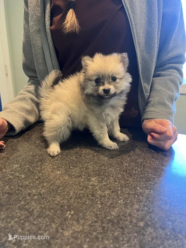 Light sable female (mistletoe mom) – Pomeranian puppy for sale in Columbus, MS