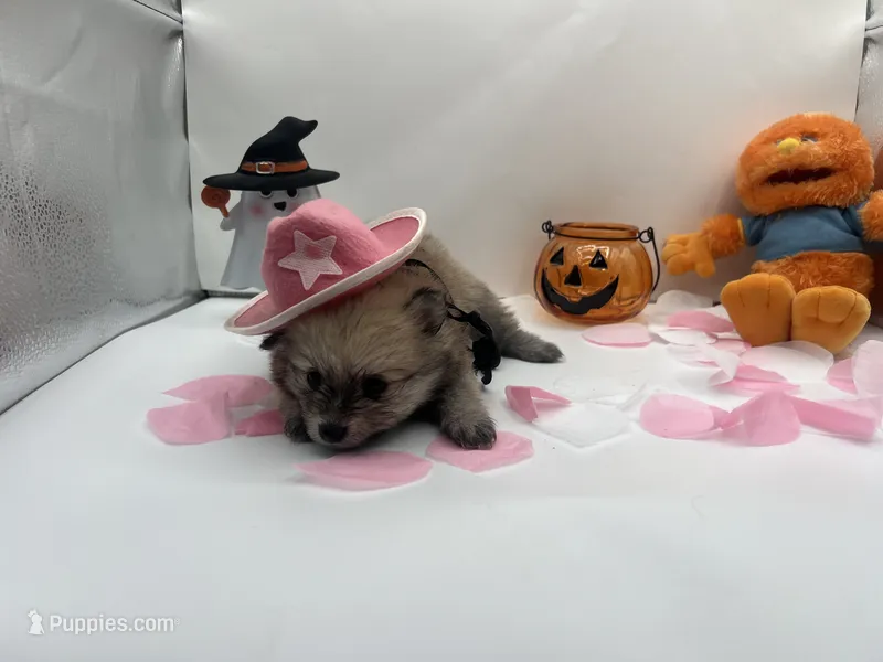 Light sable female (mistletoe mom) – Pomeranian puppy for sale in Columbus, MS