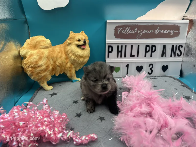 Blue Merle female (Pixie mom) – Pomeranian puppy for sale in Columbus, MS