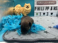 Chocolate and blue Merle male (tixie mom), a male Pomeranian for sale in Columbus, MS – 4 of 7