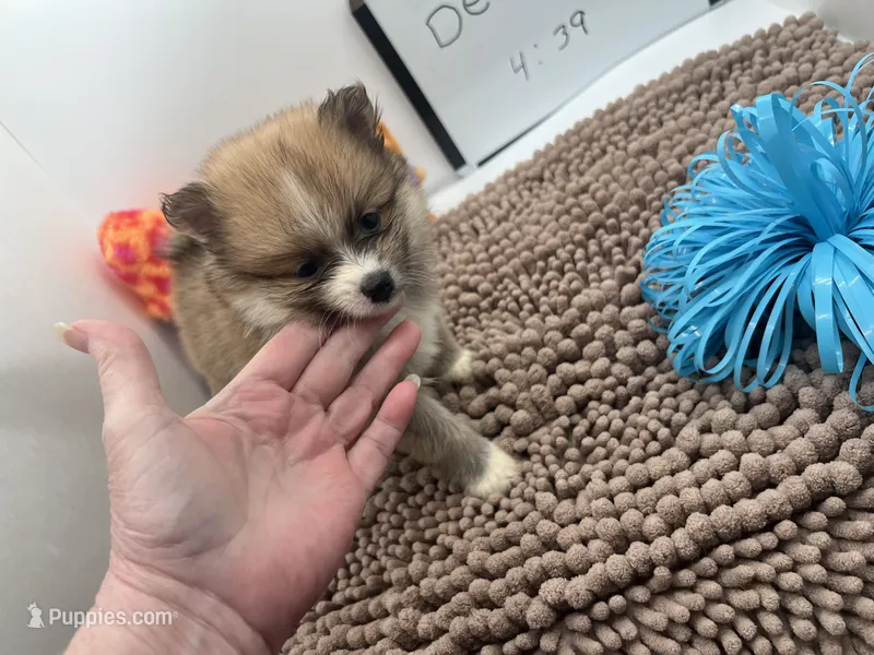 Brown male (Cinderella mom) – Pomeranian puppy for sale in Columbus, MS