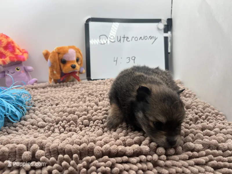 Sable and tan male (Hollie mom) – Pomeranian puppy for sale in Columbus, MS