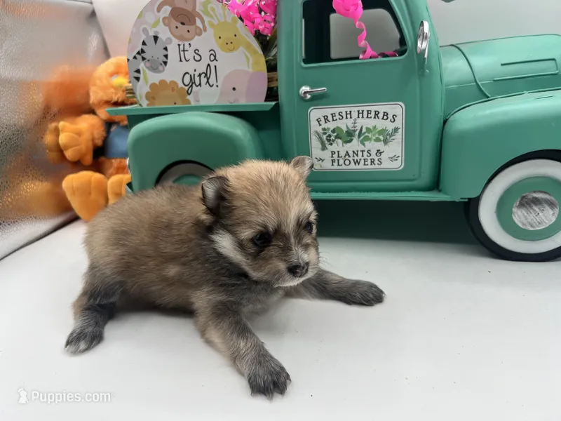 Sable female (mistletoe mom) – Pomeranian puppy for sale in Columbus, MS