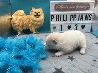 White male (Jewel mom), a male Pomeranian for sale in Columbus, MS – 3 of 5