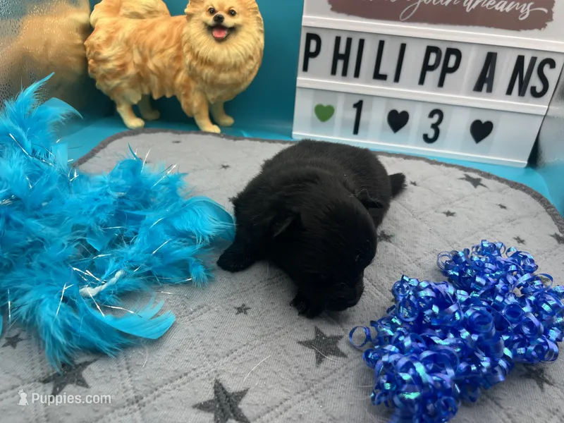 Black male (pixie mom) – Pomeranian puppy for sale in Columbus, MS
