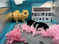 Black and white female (Pixie mom), a female Pomeranian for sale in Columbus, MS – 3 of 9