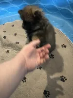 Fluffy , a male Pomeranian for sale in Columbus, MS – 1 of 10