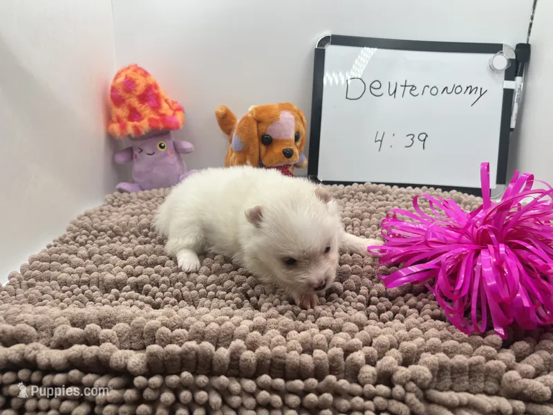 White female (Misty mom) – Pomeranian puppy for sale in Columbus, MS