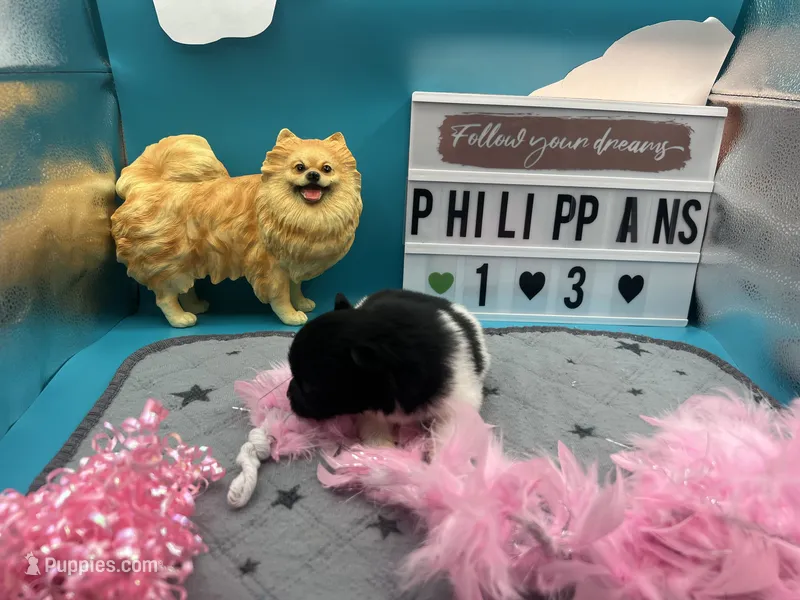 Black and white female (Pixie mom) – Pomeranian puppy for sale in Columbus, MS