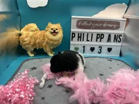 Black and white female (Pixie mom), a female Pomeranian for sale in Columbus, MS – 1 of 9
