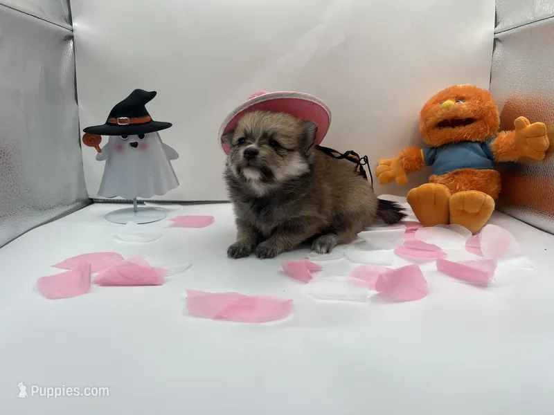 Sable female (mistletoe mom) – Pomeranian puppy for sale in Columbus, MS