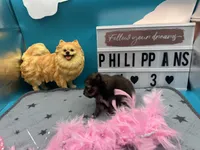 Sable white black female (Hollie mom), a female Pomeranian for sale in Columbus, MS – 2 of 5