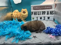 Chocolate blue Merle male (Trixie mom), a male Pomeranian for sale in Columbus, MS – 2 of 4