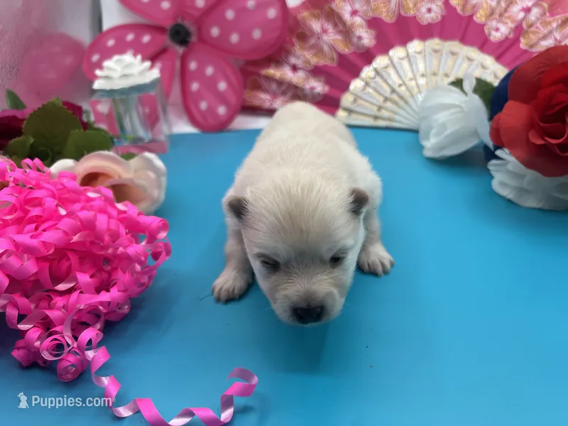 Cream female (Willow mom) – Pomeranian puppy for sale in Columbus, MS