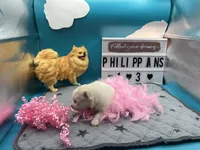 White female (Misty mom), a female Pomeranian for sale in Columbus, MS – 3 of 6
