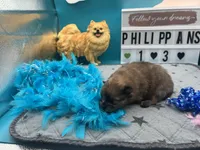 Chocolate blue Merle male (Trixie mom), a male Pomeranian for sale in Columbus, MS – 3 of 4