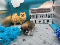 Brown and white (Jewel mom), a male Pomeranian for sale in Columbus, MS – 6 of 7