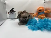 Sable male (mistletoe mom), a male Pomeranian for sale in Columbus, MS – 2 of 10