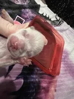 White/Cream female (Willow mom), a female Pomeranian for sale in Columbus, MS – 5 of 5