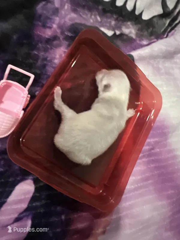 White/Cream female (Willow mom) – Pomeranian puppy for sale in Columbus, MS