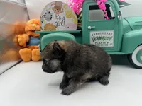 Dark sable female (Mistletoe mom), a female Pomeranian for sale in Columbus, MS – 5 of 10