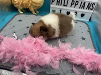 Tri female (Cinderella mom), a female Pomeranian for sale in Columbus, MS – 6 of 7