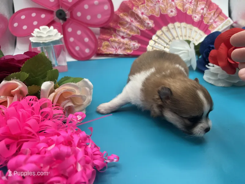 Part female less white (Cinderella mom) – Pomeranian puppy for sale in Columbus, MS