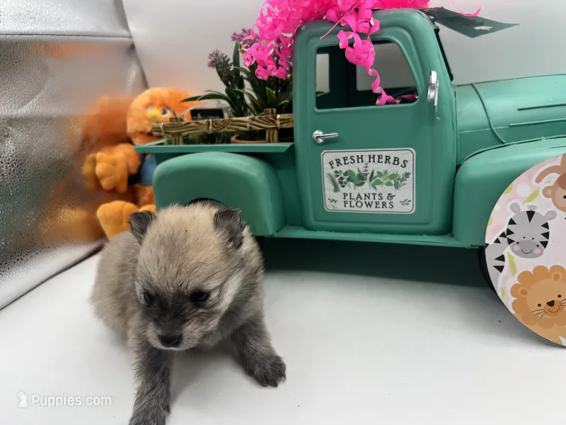 Light sable female (mistletoe mom) – Pomeranian puppy for sale in Columbus, MS