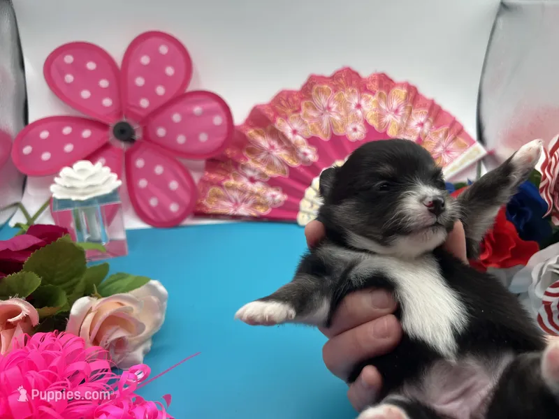 Black and white female (Cinderella mom) – Pomeranian puppy for sale in Columbus, MS