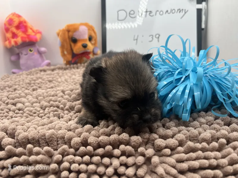 Brown and sable male (Hollie mom) – Pomeranian puppy for sale in Columbus, MS
