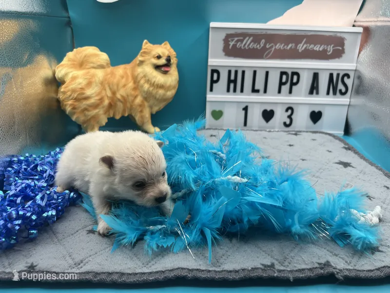 White male (Misty mom) – Pomeranian puppy for sale in Columbus, MS